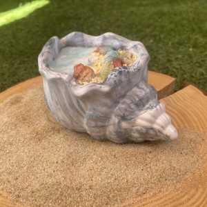Concha Aloha 1