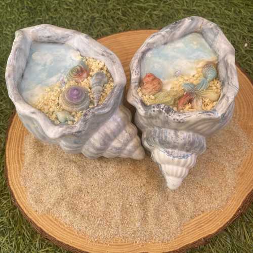 Set conchas aloha