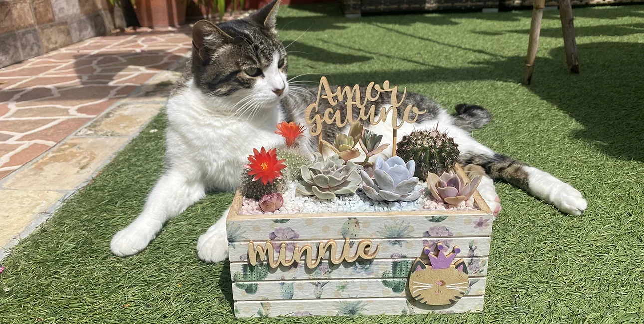 Minnie Caja